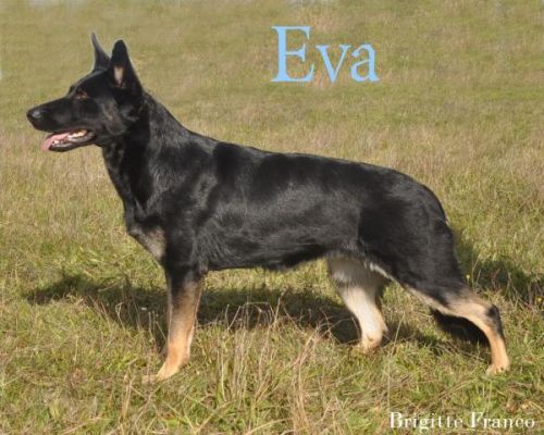 Eva von Starke Pfoten